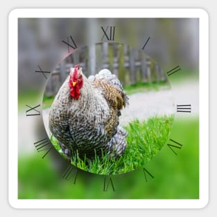 Cochin chicken on green grass looking at camera Sticker